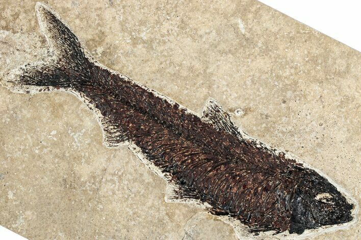 Detailed Fossil Fish (Knightia) - Huge For Species #349270